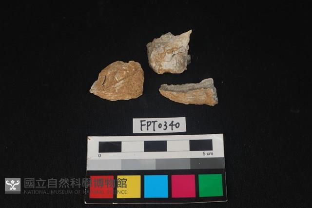 貝殼藏品圖，第1張