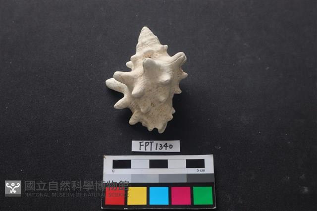 貝殼藏品圖，第1張