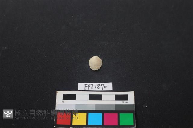 貝殼藏品圖，第1張