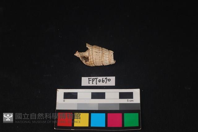 貝殼藏品圖，第1張
