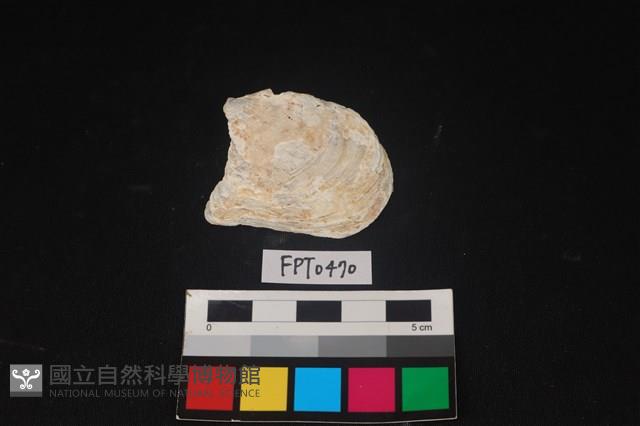 貝殼藏品圖，第1張
