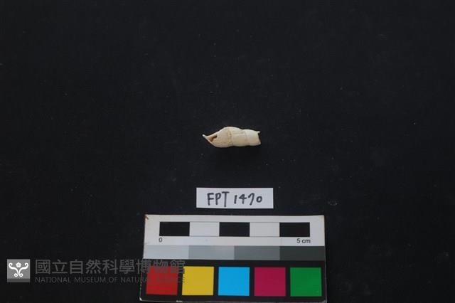 貝殼藏品圖，第1張