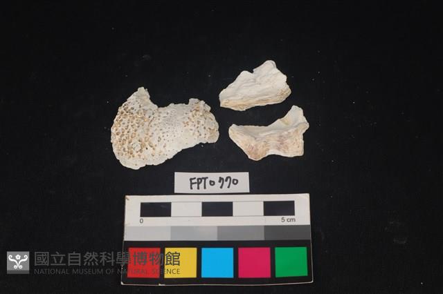 貝殼藏品圖，第1張