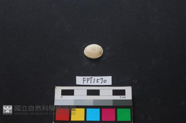 貝殼藏品圖，第1張
