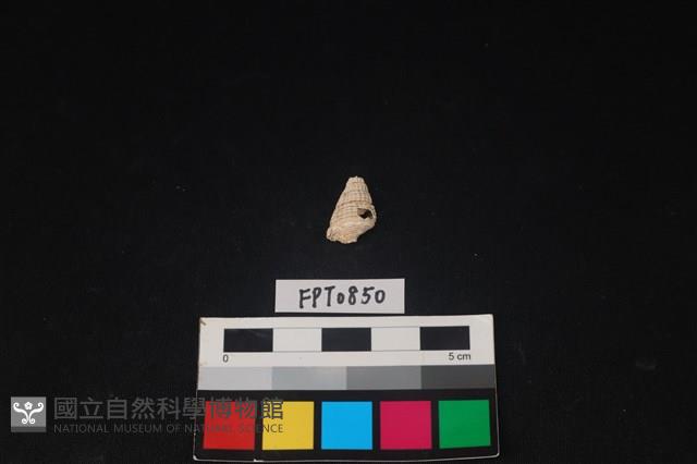 貝殼藏品圖，第1張