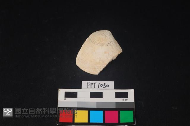 貝殼藏品圖，第1張
