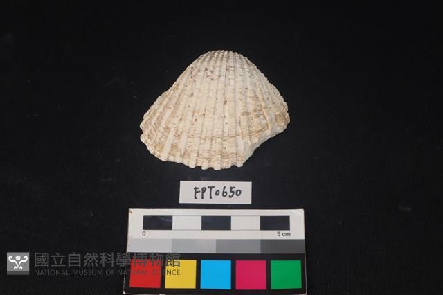 貝殼藏品圖，第1張