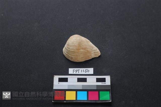 貝殼藏品圖，第1張
