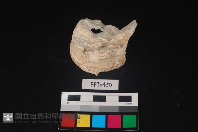 貝殼藏品圖，第1張