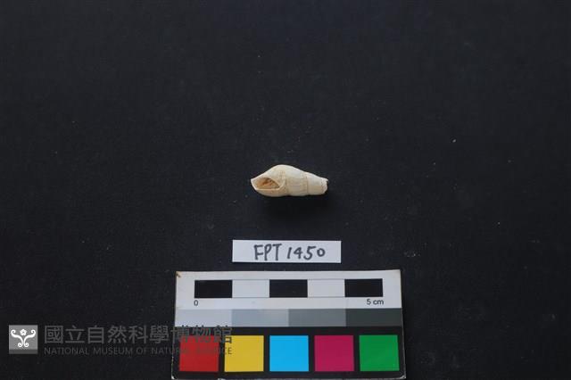 貝殼藏品圖，第1張