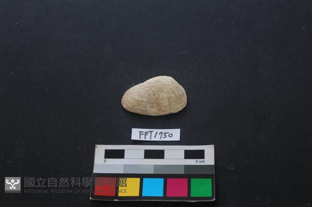 貝殼藏品圖，第1張