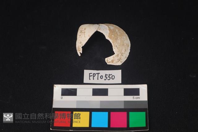 貝殼藏品圖，第1張