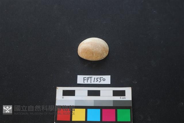 貝殼藏品圖，第1張