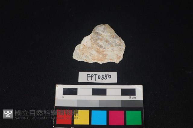 貝殼藏品圖，第1張