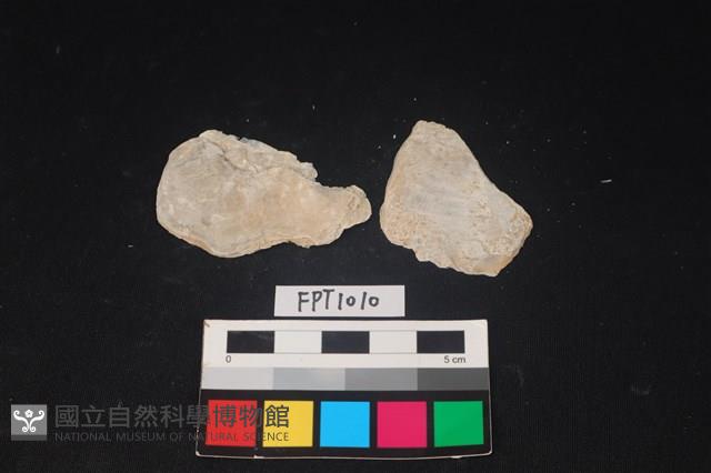 貝殼藏品圖，第1張