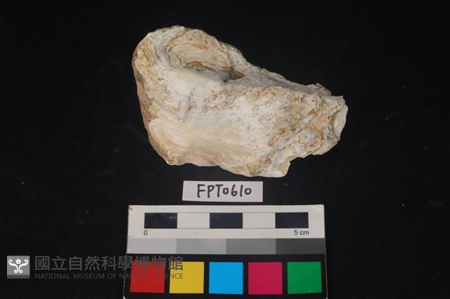 貝殼藏品圖，第1張