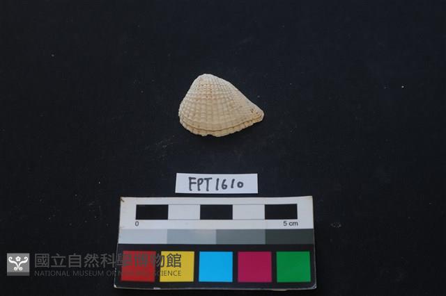 貝殼藏品圖，第1張