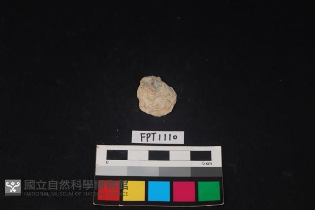貝殼藏品圖，第1張