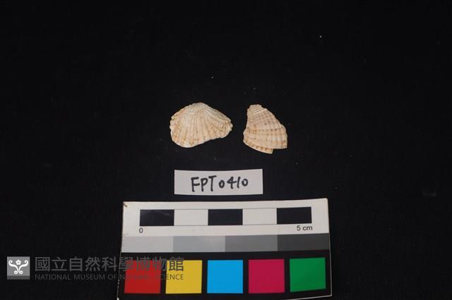 貝殼藏品圖，第1張