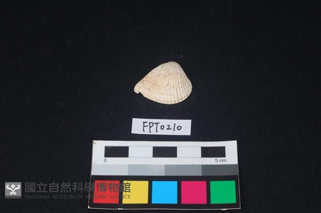 貝殼藏品圖，第1張