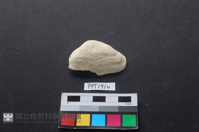 貝殼藏品圖，第1張