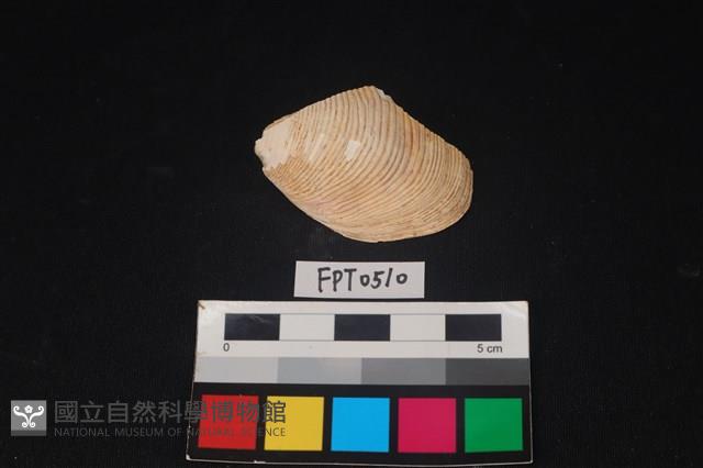 貝殼藏品圖，第1張