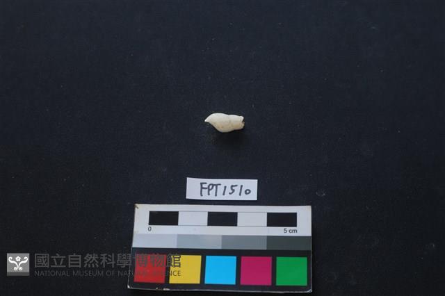 貝殼藏品圖，第1張