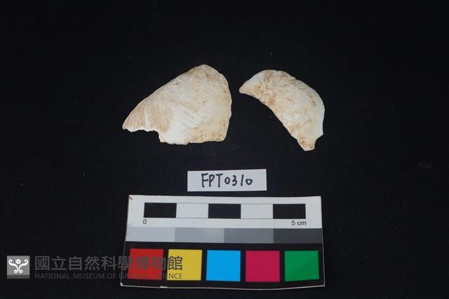 貝殼藏品圖，第1張
