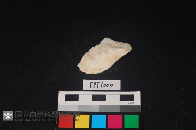 貝殼藏品圖，第1張