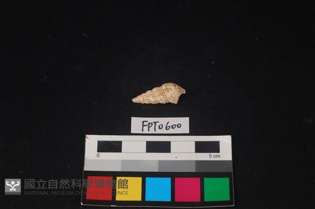 貝殼藏品圖，第1張