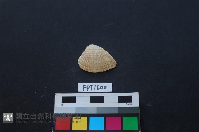 貝殼藏品圖，第1張