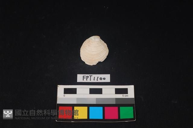 貝殼藏品圖，第1張