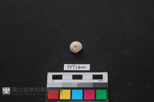 貝殼藏品圖，第1張