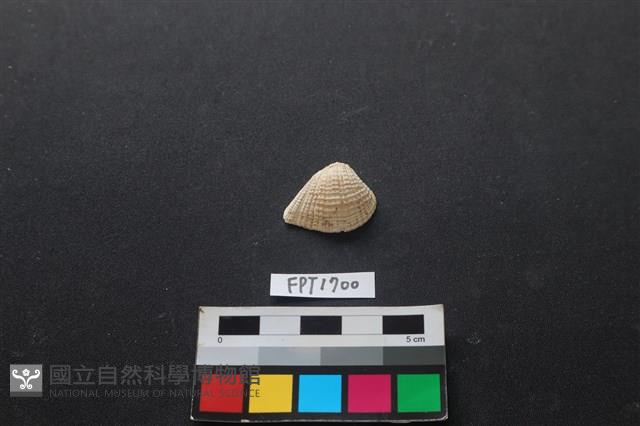 貝殼藏品圖，第1張