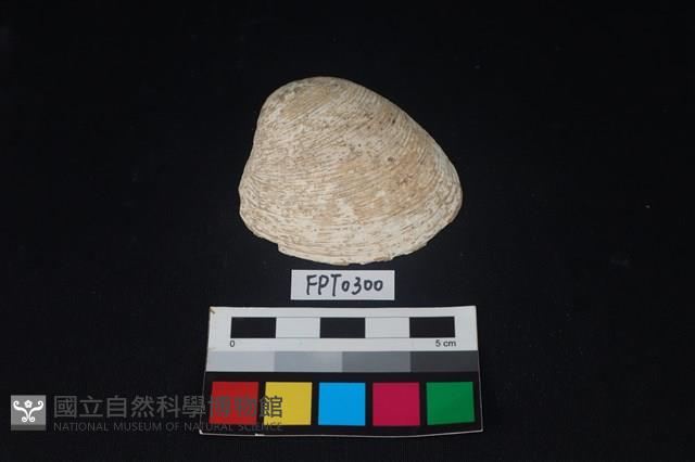 貝殼藏品圖，第1張