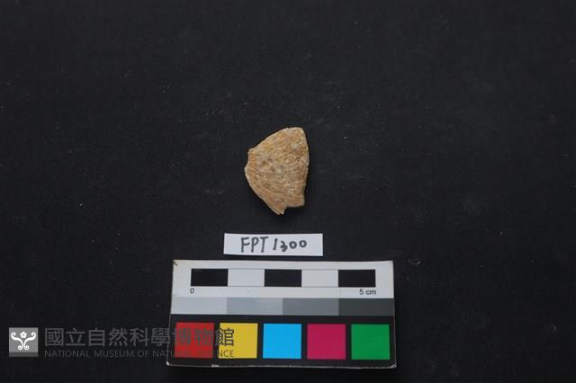 貝殼藏品圖，第1張