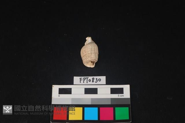 貝殼藏品圖，第1張