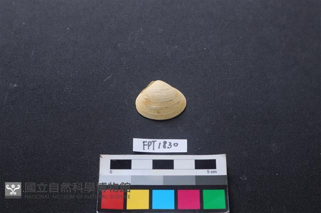 貝殼藏品圖，第1張