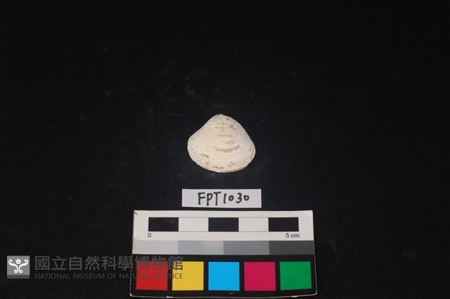 貝殼藏品圖，第1張