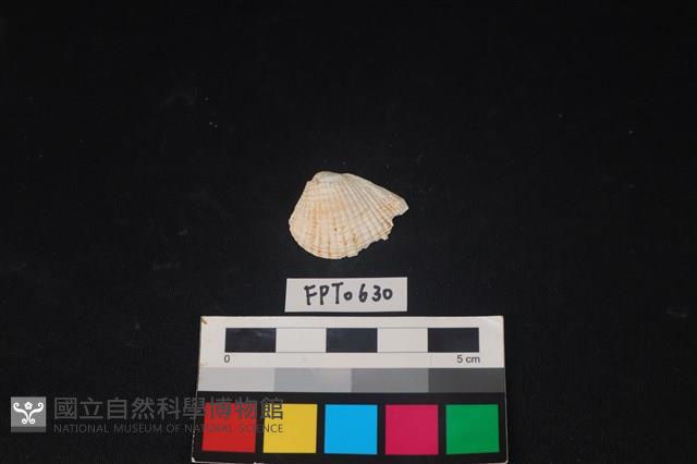貝殼藏品圖，第1張