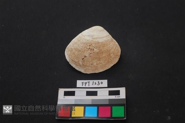 貝殼藏品圖，第1張