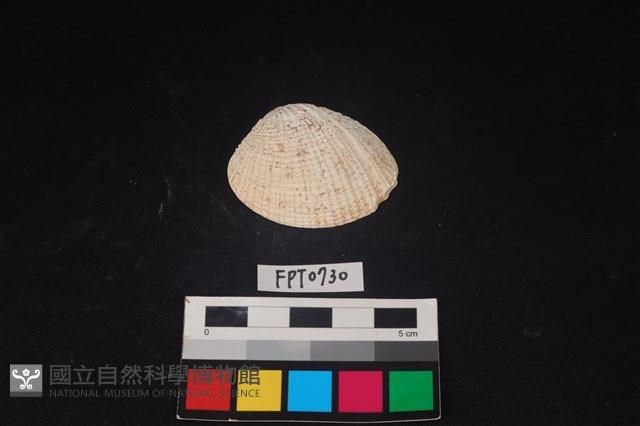 貝殼藏品圖，第1張