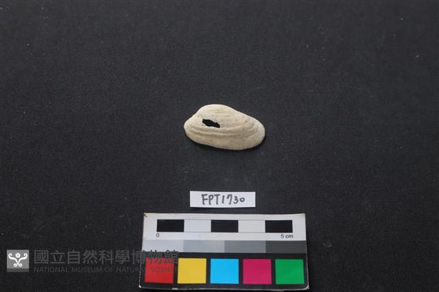 貝殼藏品圖，第1張