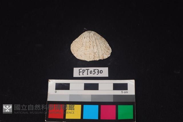 貝殼藏品圖，第1張