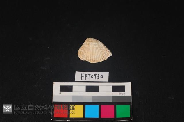 貝殼藏品圖，第1張