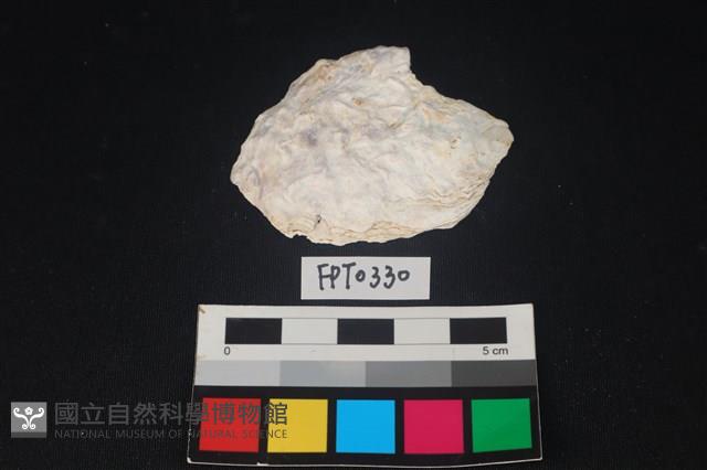 貝殼藏品圖，第1張