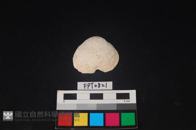 貝殼藏品圖，第1張