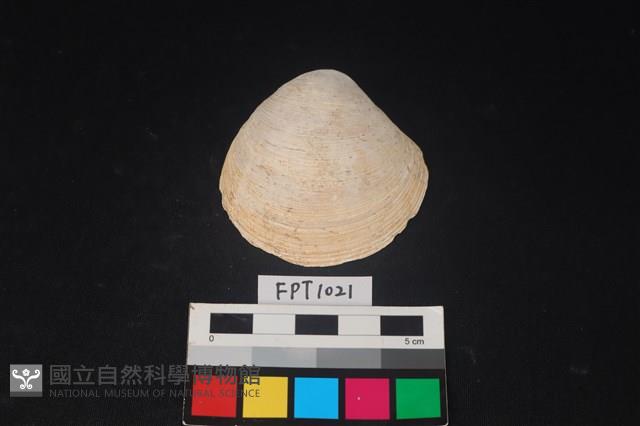 貝殼藏品圖，第1張