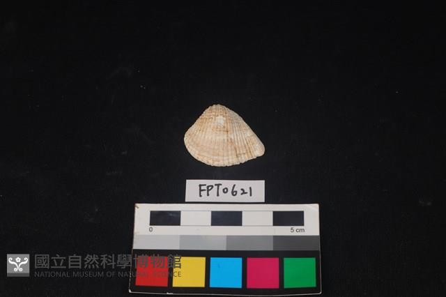 貝殼藏品圖，第1張