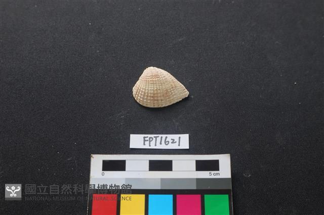 貝殼藏品圖，第1張